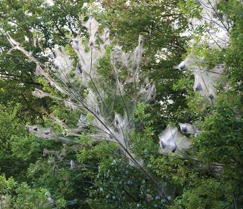 Are you seeing "tent caterpillars" around #Muskoka? Fall webworms have been confused with tent caterpillars, but while their tent may look messy and unattractive, and many of the leaves of the tree get eaten, they do not kill the tree. muskokaregion.com/community-stor…