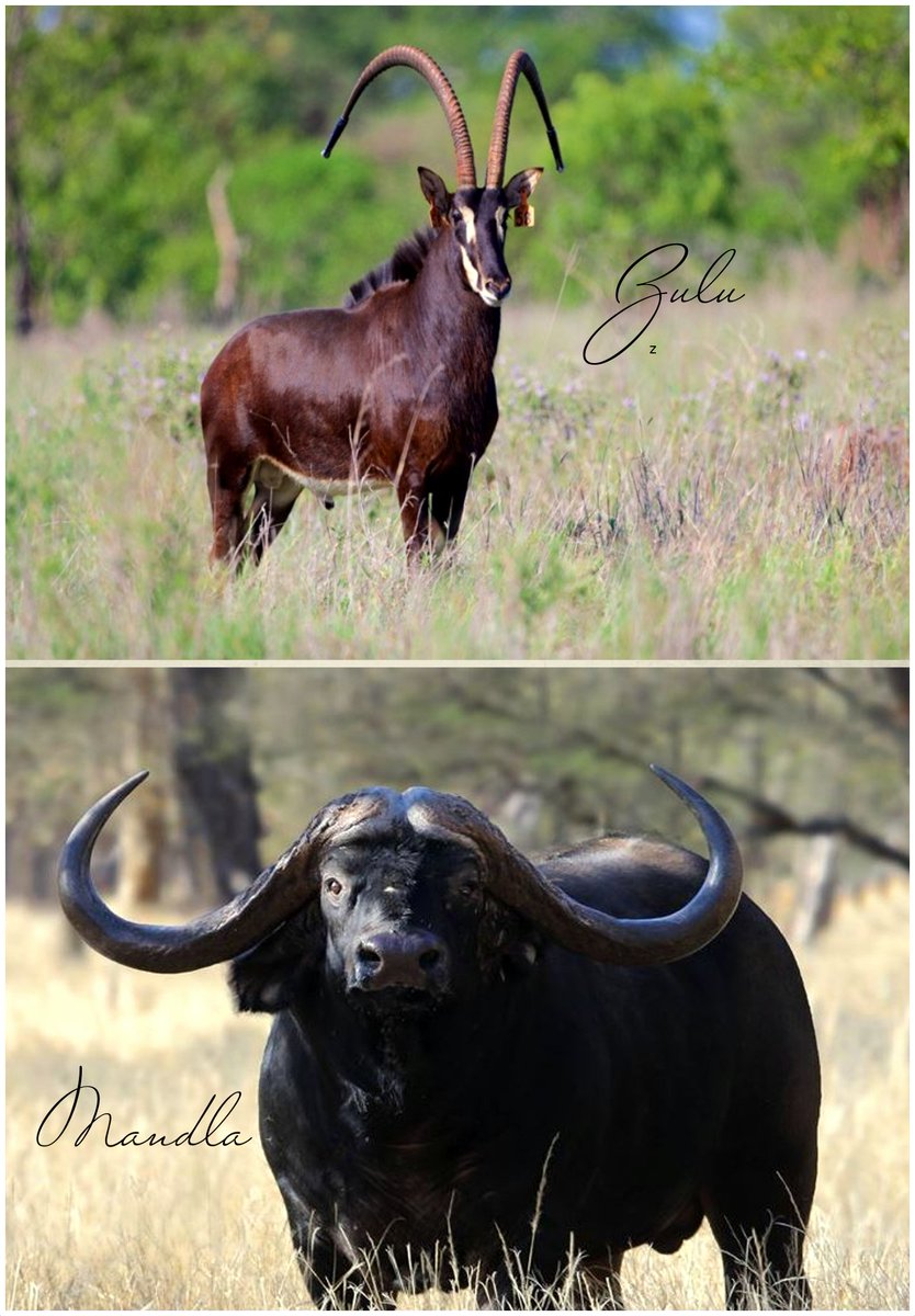 SignatureWild's tweet image. What a week! We are delighted to have acquired these exceptional bulls “Zulu” and “Mandla”. Both over 50” . We look forward to their contributions to our Kwandwe herds. @SignatureWild @SigWildlife @KwandweReserve #Buffalo