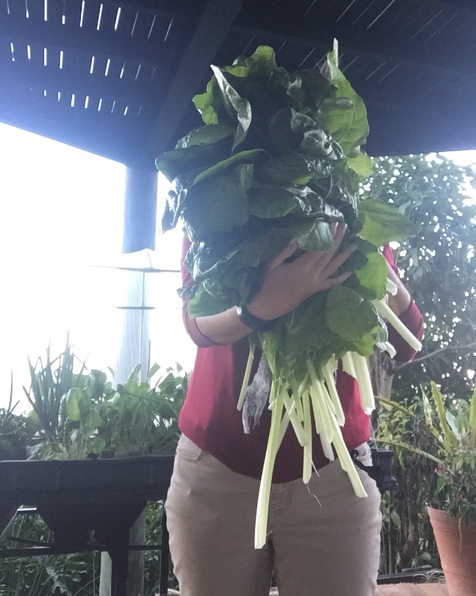 vegepod's tweet photo. First #spinach #harvest from the #Vegepod. Very #pleased. Reposting @roystonroad.
Large pod on stand, #Brisbane 🤙🌱
#gardeninabox #greeneats #freshveg #vegetablebox #homegrown #swipeleft #vegtables #spinach #vegan #vegetarian #brisbane #food #liveyourlife #lifeisgood https://t.co/eWNN0YE0hj