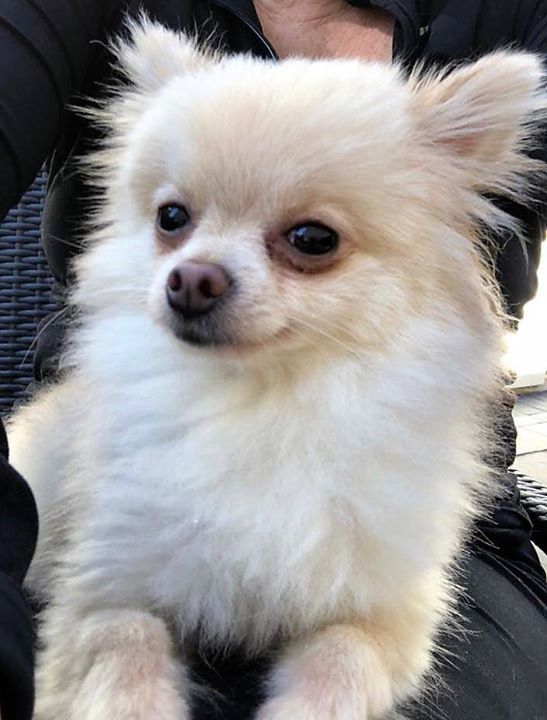 white chihuahua pomeranian mix