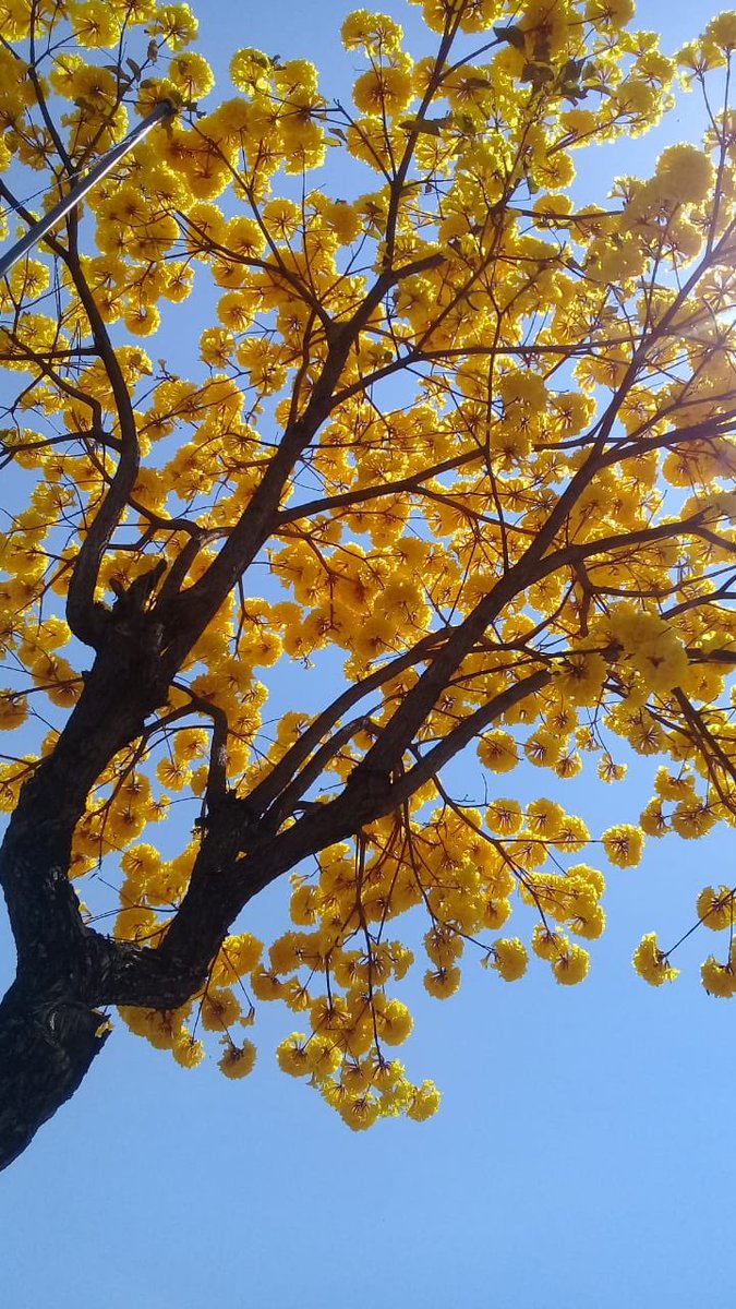 cin___98's tweet photo. Di vi no😍🌼 https://t.co/dhNPEnT43Y