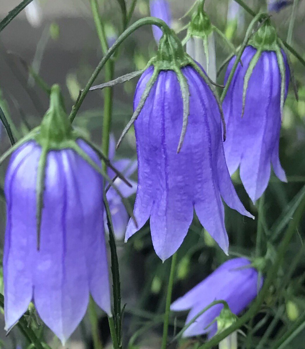 花ひばち 優しい繋がりに感謝 お早うございます イワシャジン 多年草 の山野草で 関東地方や西部地方の山地の岩場に自生します 秋に紫色の釣り鐘形の花が 岩場から垂れ下がるように咲くさまはとても風情があり 人気の高い山野草の一つです 花ひばち 優しい繋がりに感謝 お早うございます イワシャジン 多年草 の山野草で 関東地方や西部地方の山地の岩場に自生します 秋に紫色の釣り鐘形の花が 岩場から垂れ下がるように咲くさまはとても風情があり 人気の高い山野草の一つです