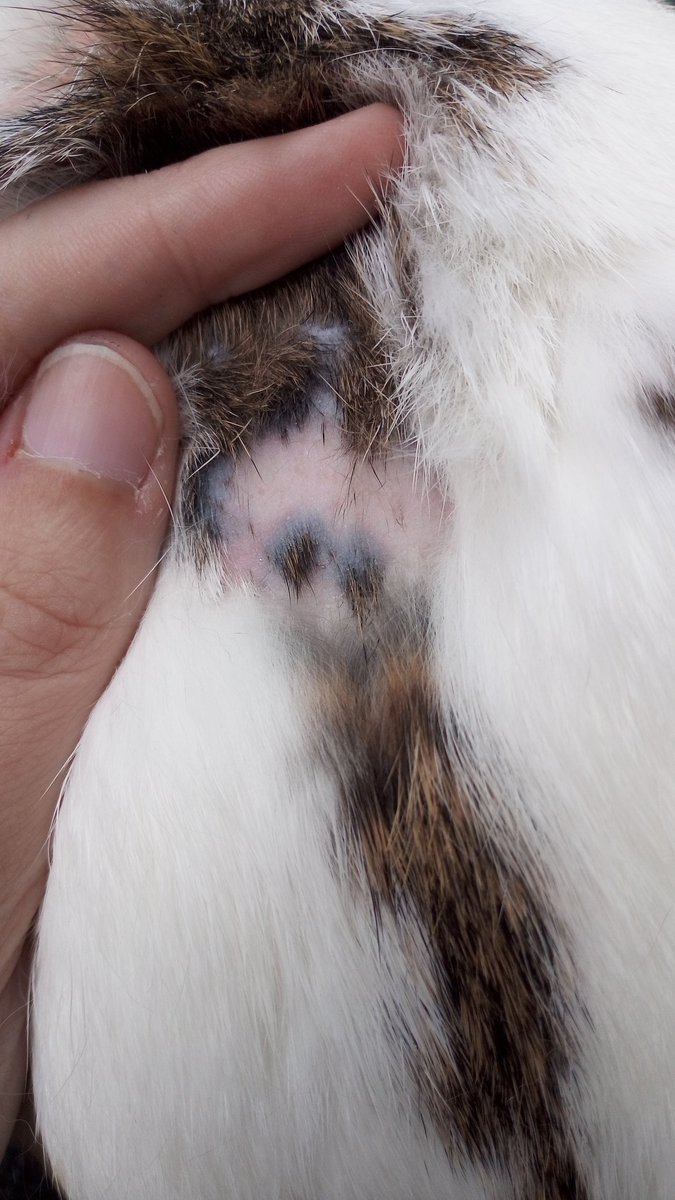 rabbit losing fur