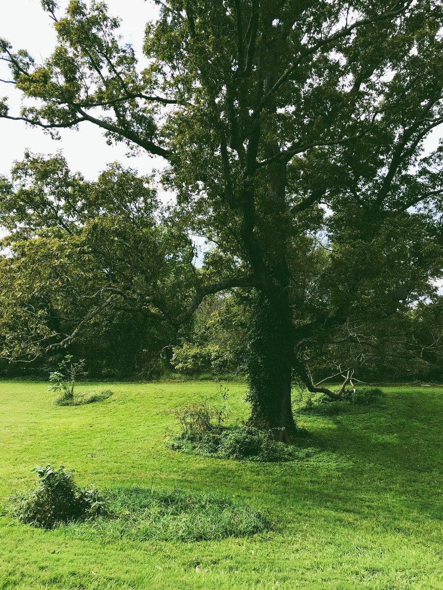 jamesabelevents's tweet photo. Preview of Caroline and Matt’s gorgeous wedding yesterday at Oatlands Historic House &amp; Gardens🌿 https://t.co/4XxqeMDkP2