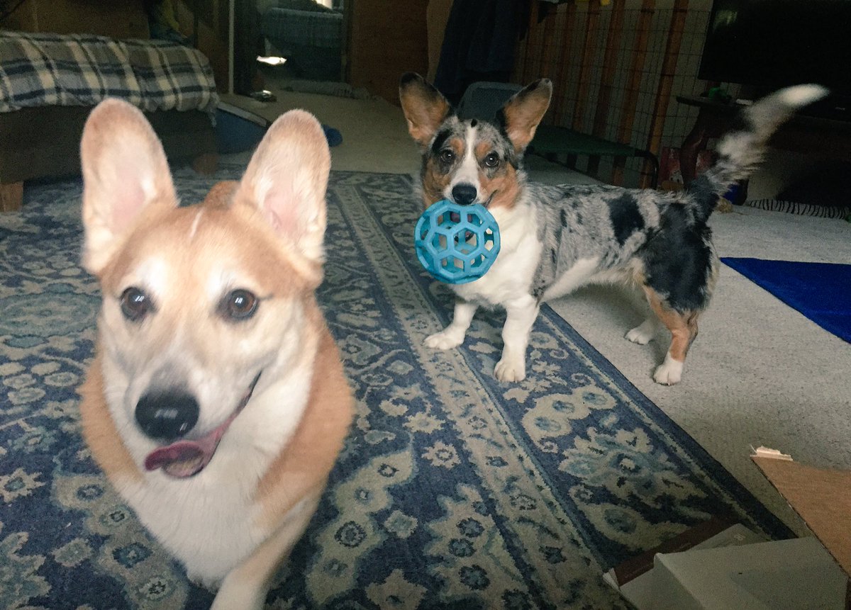 LCElliottAuthor's tweet photo. @Kellie_Doherty Doesn't end through the decades either. 💙 And you might even get corgis for super cuddle factor but they are short and fierce (cattle herders) so they insure no monsters under the bed the grab you if your hand or foot falls off the edge while sleeping. https://t.co/1w1nPO5DPG