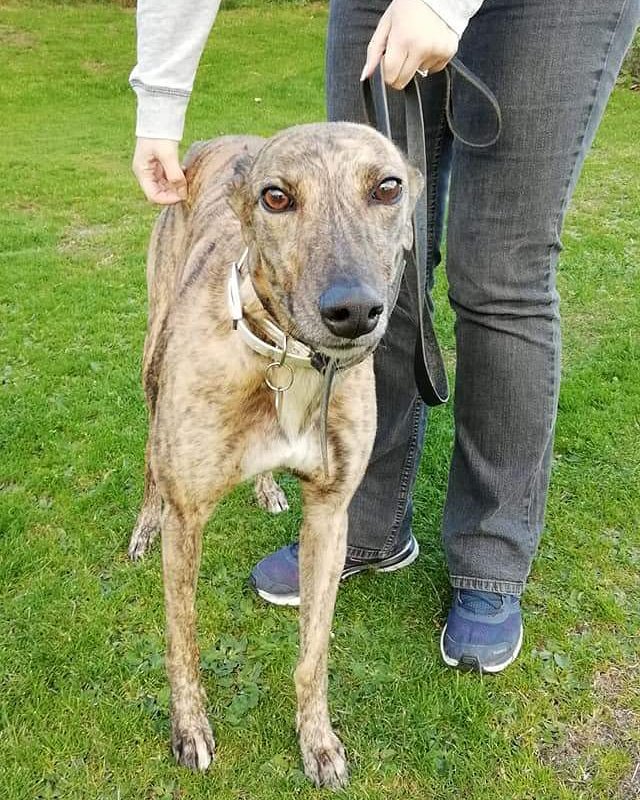 GRSY14's tweet photo. Today we welcomed Mousey into the GRSY family. 
This stunning little lady isn't even two years old but has broken her hock so she's already deemed as no good by her trainer. Mousey is going to the vets in the morning so we'll find out more about her hock then. Safe now gorgeous. https://t.co/7XWYsRk5FO