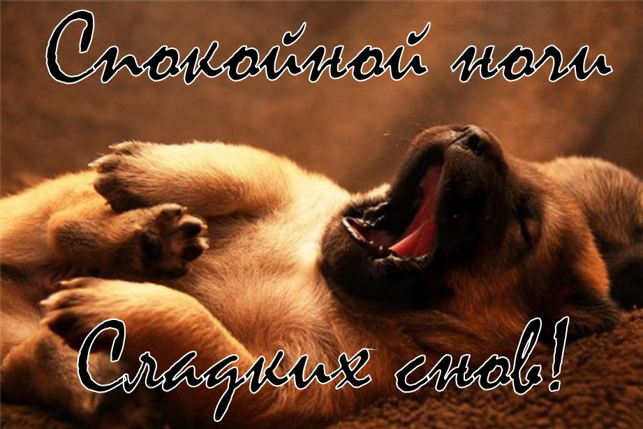 Открытки доброй ночи прикольные с животными