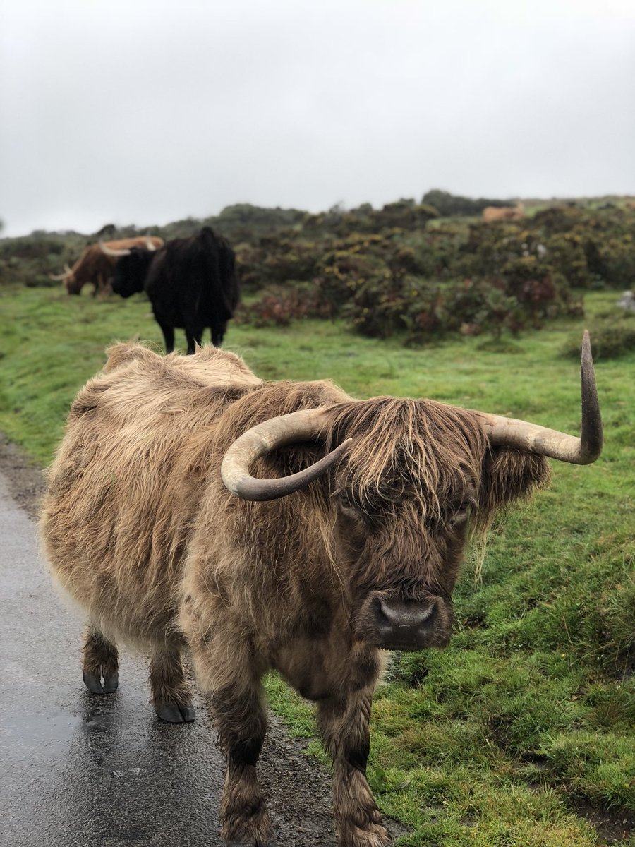 AshwinsofLooe's tweet image. #TrafficJam #moooveouttheway #lovecornwall #Cornwall #bodmin #moor