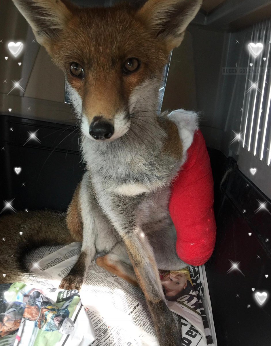 Today Dylan will mainly be wearing RED!! 3 bandages down & I am keen to know what colour we will get next! Is there a kind soul out there that will sponsor the £10.00 needed to buy a protective sleeve? Paypal: Lorraine@kentwildliferescue.org.uk