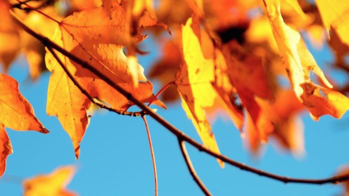Wij krijgen rond deze tijd vaak de vraag of het nog verstandig is om aan te planten aan het begin van de herfst. Dit is juist een erg goed moment, de grond is nog warm van de zomer en door de buien is de grond goed vochtig. Ideale omstandigheden voor de planten om te wortelen!
