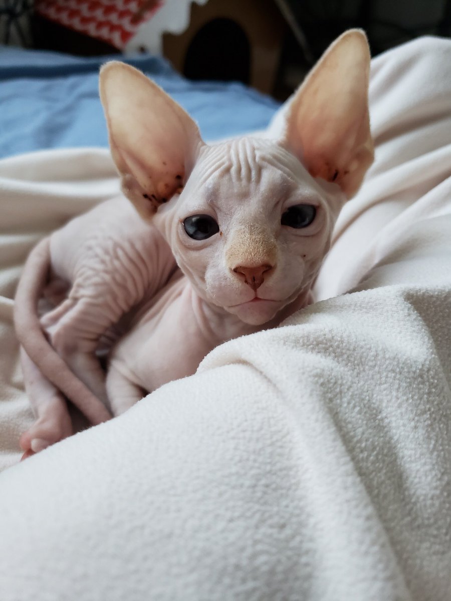 Meet Gilligan ❤️ This sweet face will be joining my family in a few weeks. I’m crying 😭 I can’t wait!

#sphinxkitten #hairlesscat #bestcats