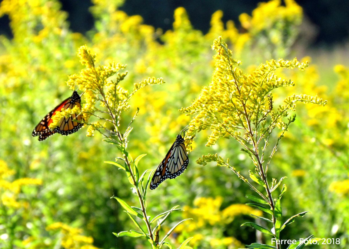 ILRiverHort's tweet photo. Weekend walks in my yard through a magical meadow of gold filled with #monarch magic. #plantofday #goldenrod https://t.co/61IVUmIWku