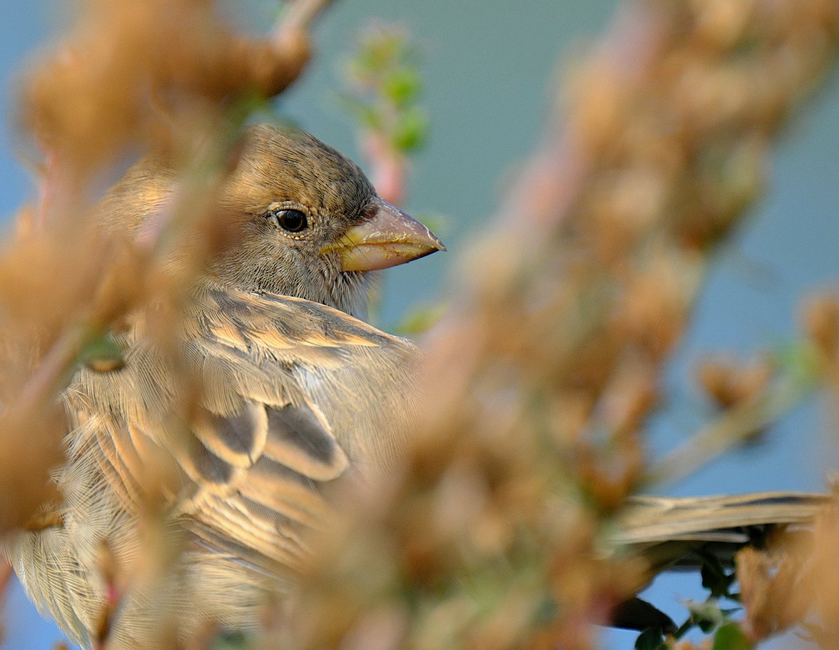 tiger8lotus's tweet image. Day 8 #backinuk there are some beautiful things here. Cherish the common  😊 #WalkforWildlife
