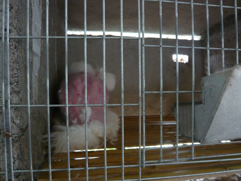 Yangoliatko_'s tweet photo. Cages injure rabbit's feet and insanitary conditions see many of them suffer infections and illness.#OpNo2Fur #BanAngora #EndTheFurTrade #FurFreeFriday https://t.co/EqULPch2eg