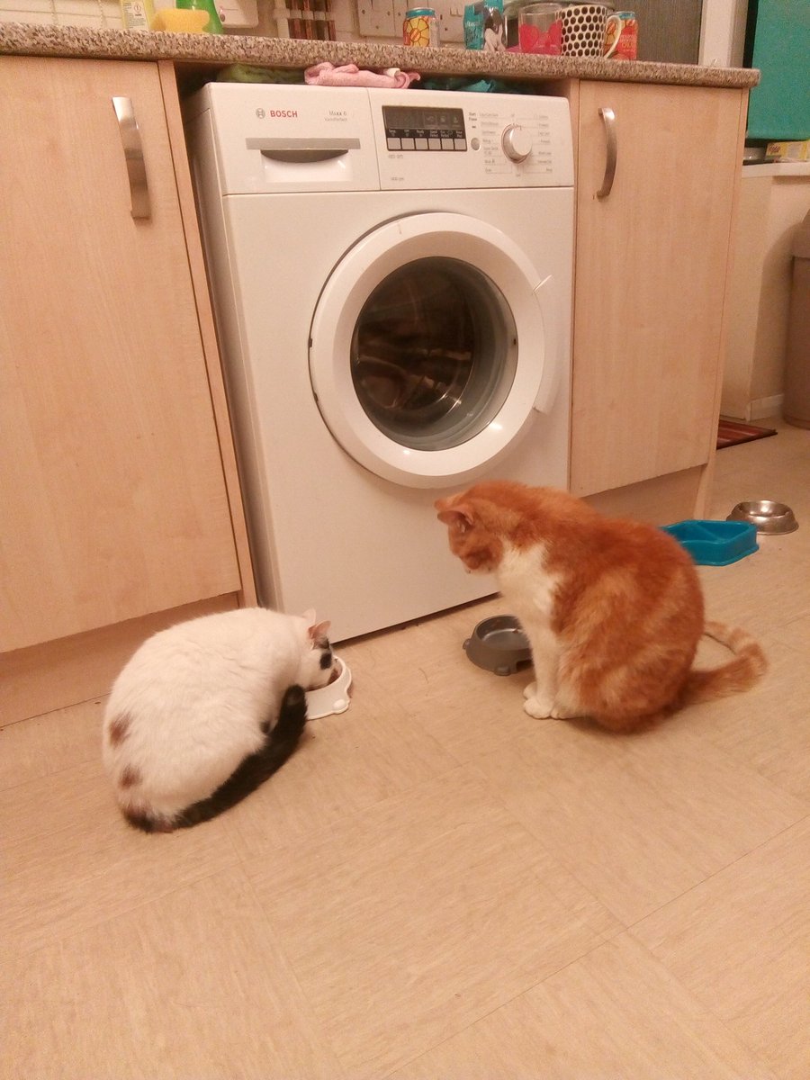 myqueueingcat's tweet image. My queueing cat wants it to be known that he is happy to help out other cats struggling to finish their food by staring at them.