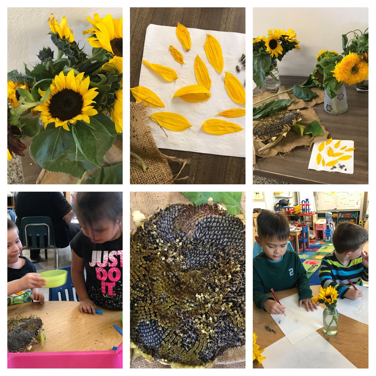 ECLC_Dufferin's tweet photo. Ssssssss sunflower fun from Ms. B’s garden. Talking , touching , smelling, picking seeds kinda week... #speechandlanguagefun @ECLC_Dufferin @arandallgryz https://t.co/UOCxcVVRZf