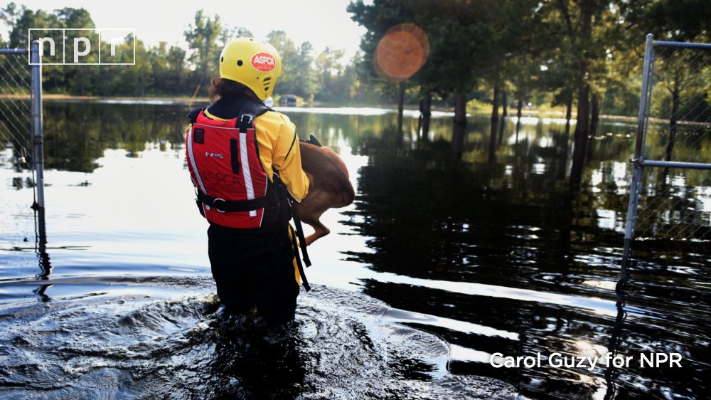 A rescue worker dressed in yellow carries a brown dog through knee-deep water in a flooded field.