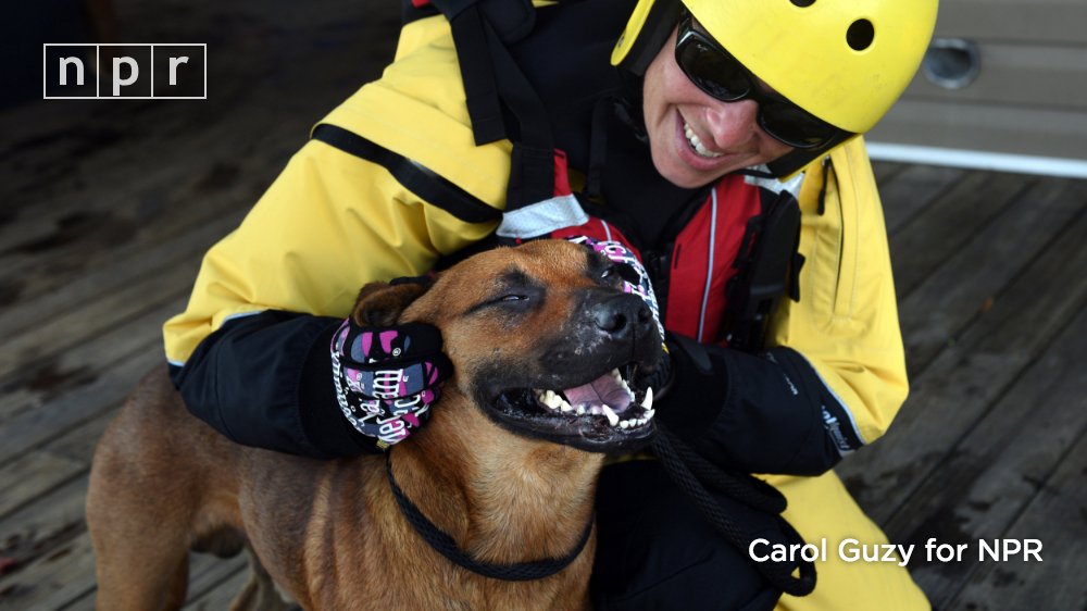 A rescue worker in a yellow helmet and jacket rubs the face of a very happy looking brown dog.