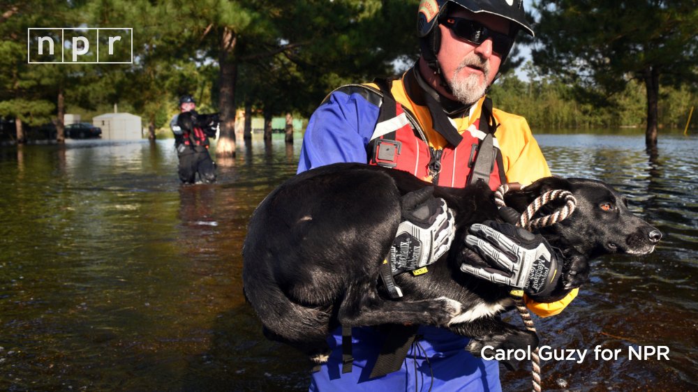A rescue worker in purple and yellow carries a medium-sized black dog through flood waters.