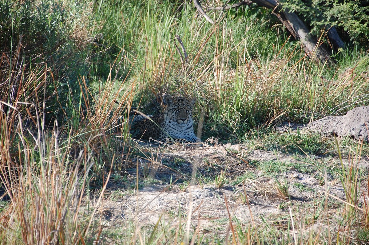 tgaparsons's tweet photo. A memorable day spent with this beautiful cat in the Okavango Delta. What safari destination next? #AudleySafari @audleytravel https://t.co/47WtGfEMba