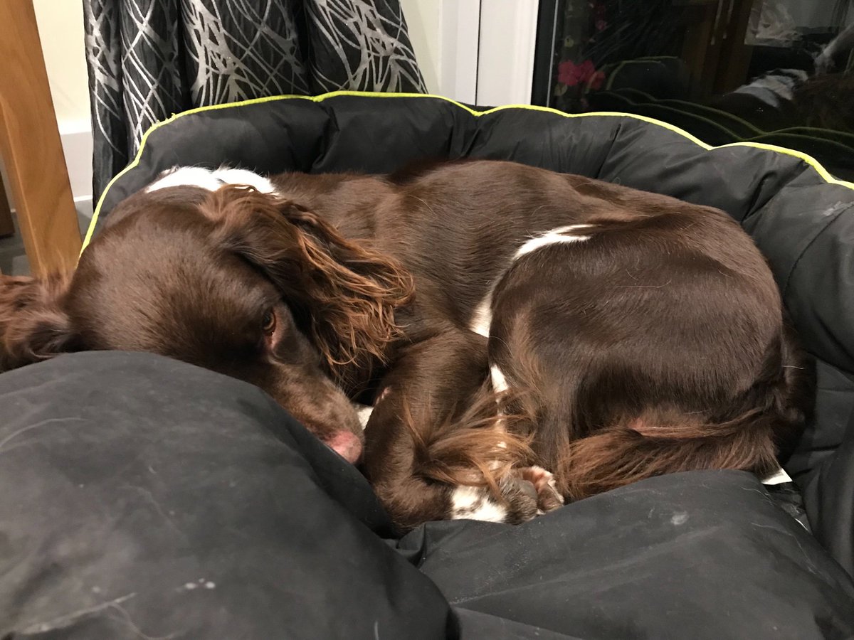 PATDogMilo's tweet photo. We fully understand why Dad has to do his ‘5 in 2’ fitness walk every 6 months but me and the Storm find it quite exhausting! #HSARDogs https://t.co/zh6oitxH33