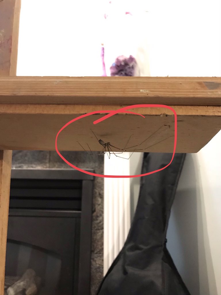 farrant_c's tweet photo. Trying to paint and this HUGE spider is on my easel! 😰😰😰
#projectdelayed https://t.co/ozhqpp71Im