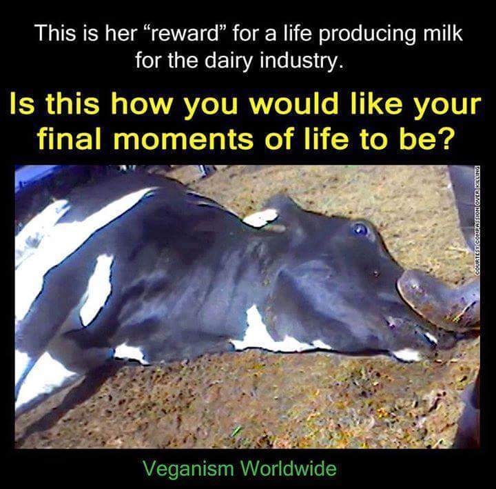 moodysally1's tweet photo. All #Dairy cows end up in🖤#Slaughterhouse👿What's so pure bout being #Vegetarian Cut the💩crap You are still #Eating #Drinking 💀#Death #GoVegan #GotMilk #DairyisHeartless #DairyisVeal #CompassionOverCruelty #DairyisMurder #DairyisDeath #NotYourMilk #GotPus #AnimalsWanttoLive https://t.co/PZ0reuNyLf