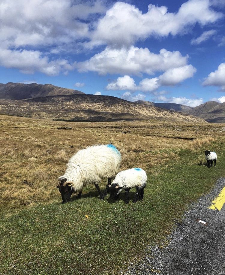 𝗚𝗮𝗹𝘄𝗮𝘆 𝗧𝗼𝘂𝗿𝗶𝘀𝗺 tweet media