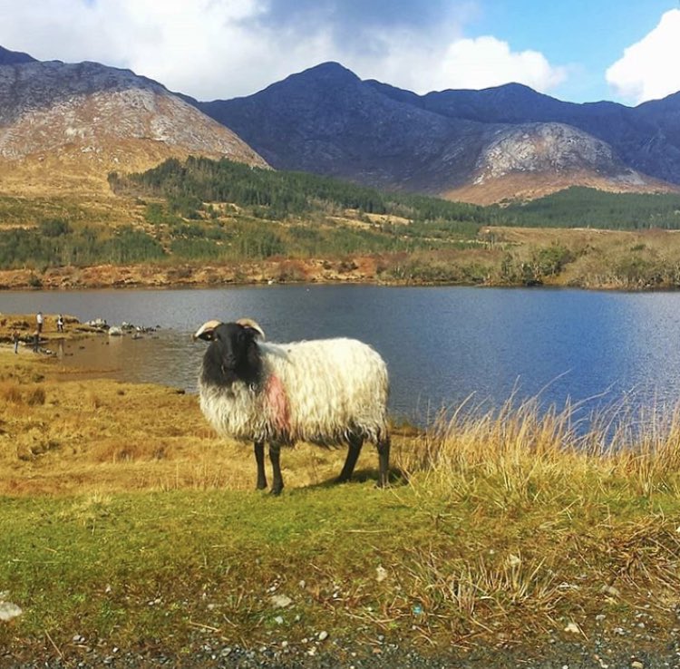 𝗚𝗮𝗹𝘄𝗮𝘆 𝗧𝗼𝘂𝗿𝗶𝘀𝗺 tweet media