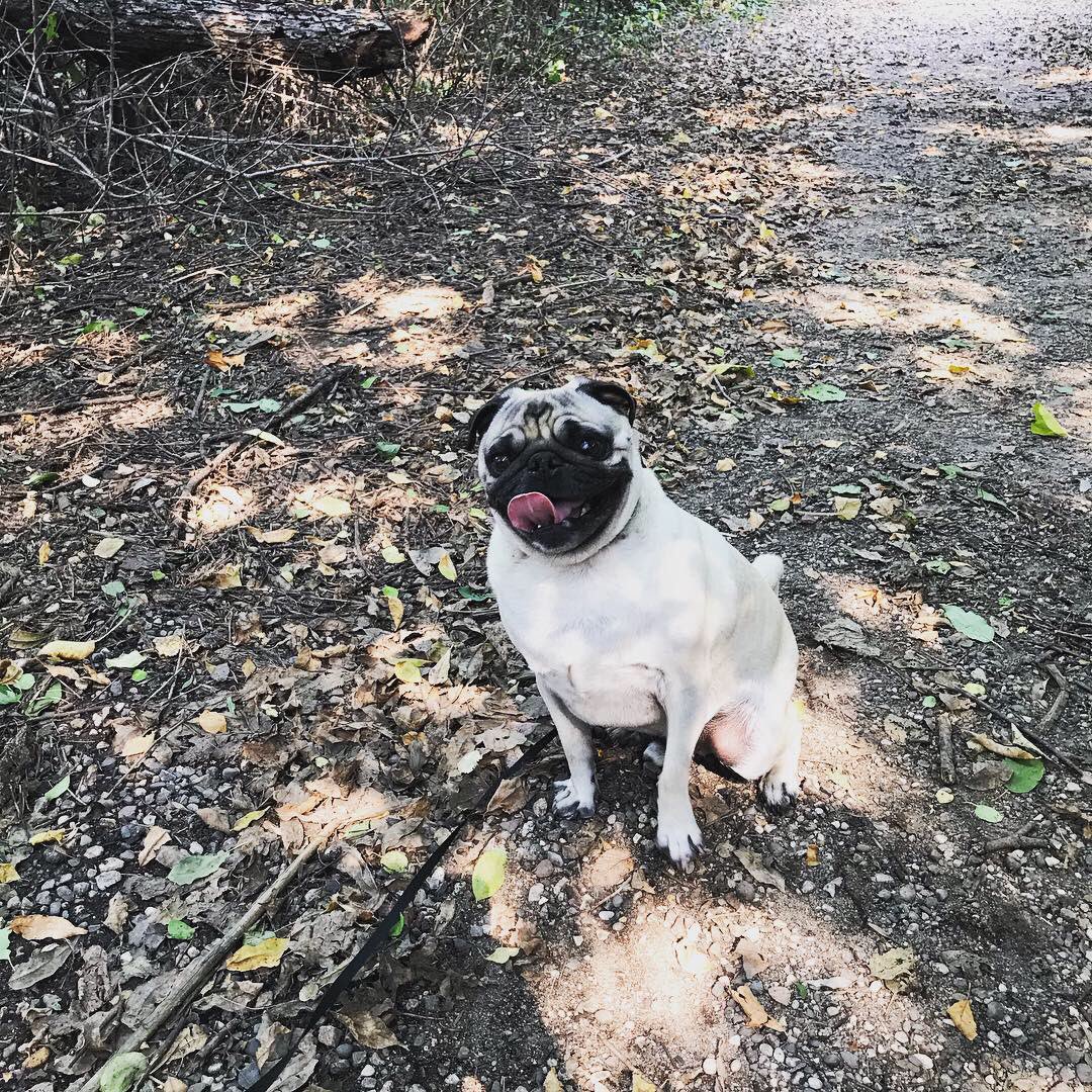 charles_pug's tweet photo. Sunday’s are for Hiking and Frisbee in the park. O yeah and Ice Cream #pugs  #hikingadventures #icecream https://t.co/4PNReVREww
