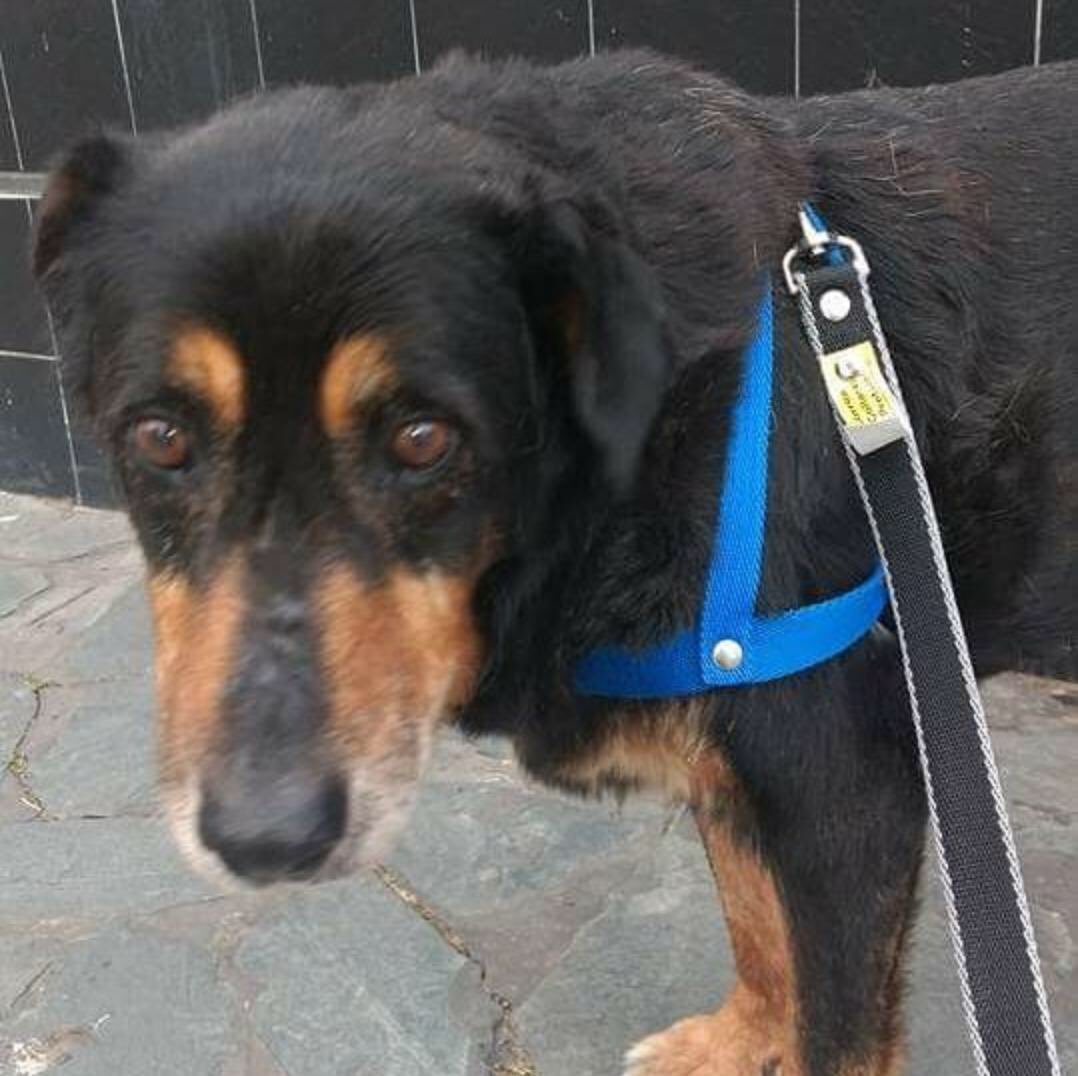 MarcelaFeudale's tweet photo. Sigo buscando hogar p Diogenes.Tiene 10 años, bello,solo q sus huesitos duelen x la artrosis. Animate a darle un tiempo d felicidad. Animate a que t otorgue un profundo agradecimiento! No t acobardes quitale su tristeza #campañaadoptaunviejito #adoptanocompres @refugioenalerta https://t.co/X2Efo1VZBS