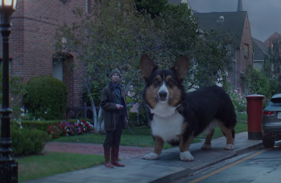 giant corgi