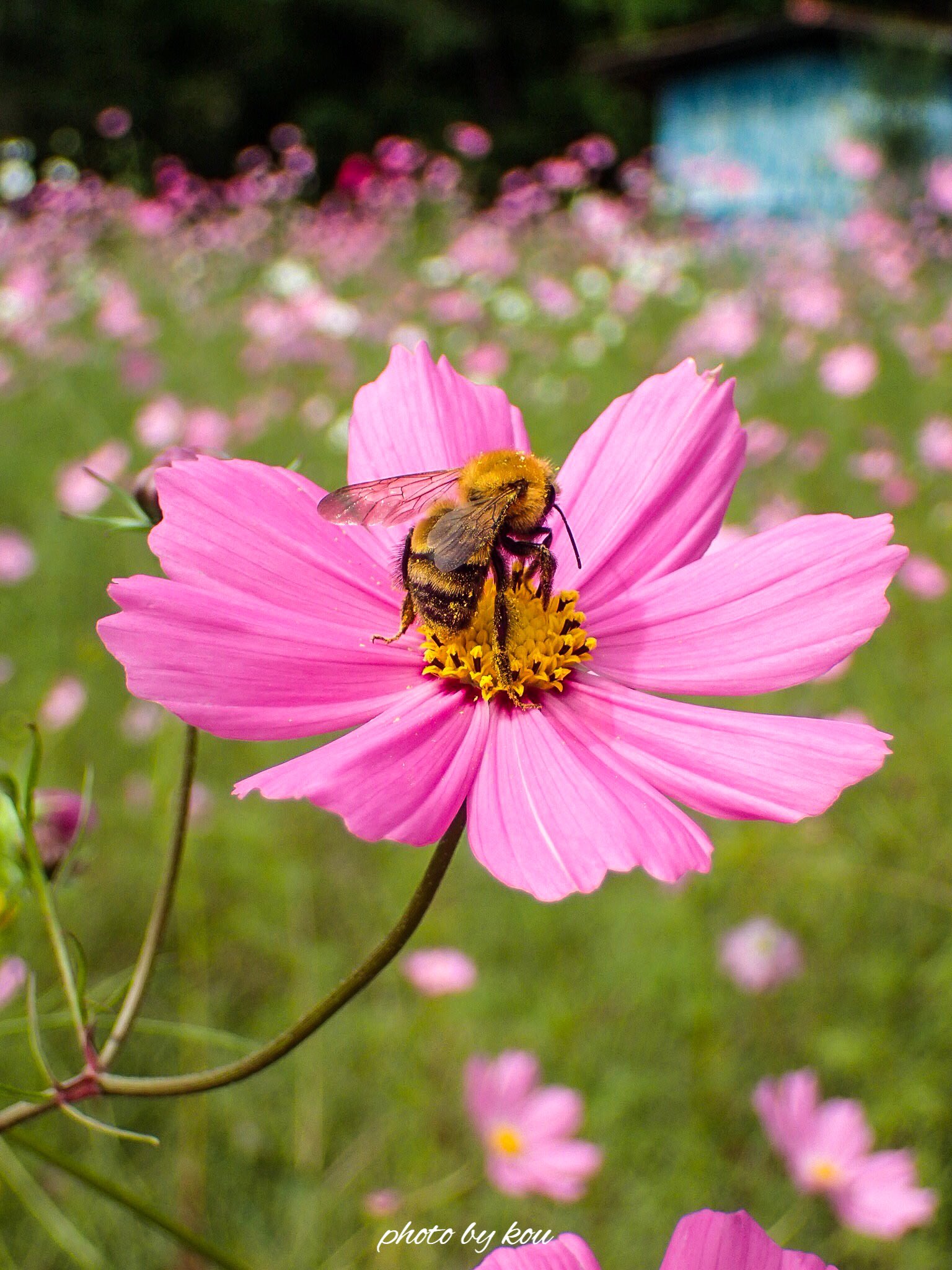 とらうつぼ 綺麗な秋桜とミツバチ 秋桜 という漢字を書くだけあって 秋の桜はやっぱり綺麗ですね By Tg4