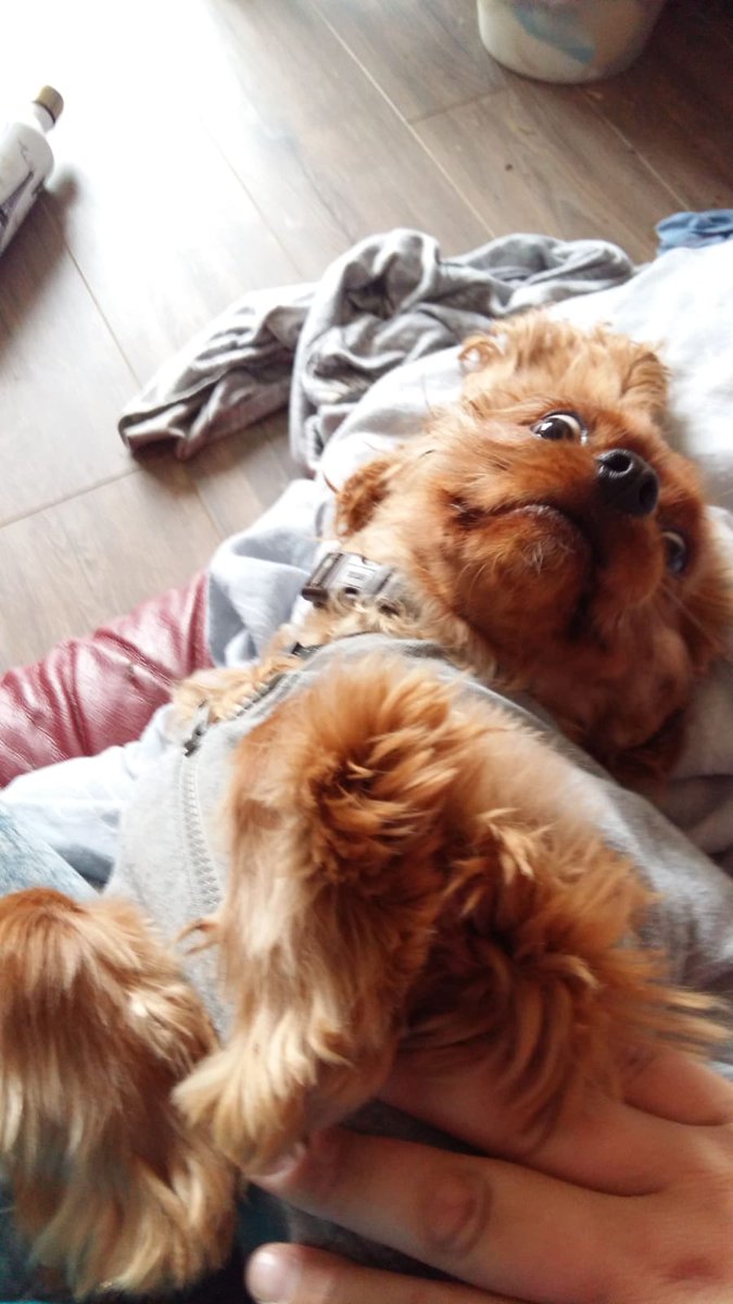 HenryDoggo's tweet photo. BORK https://t.co/F0akTKf4uD
