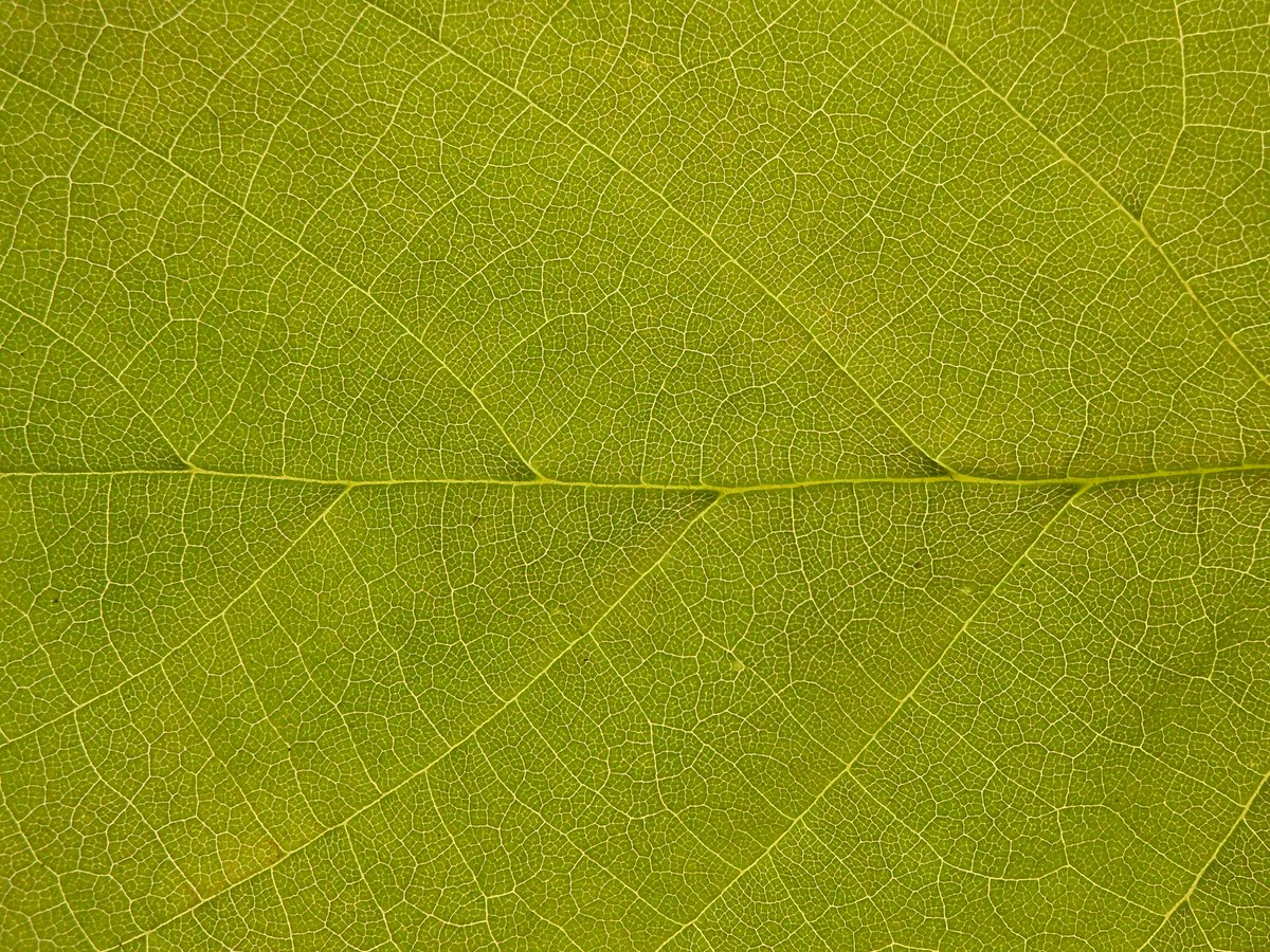 realmlandscape's tweet image. 'Design to Shape Light' a photographic exhibition by @Louispoulsen and @paulnulty. @edfreeman @rs_landscape entry explores how nature designs for light. All exhibits to be auctioned in aid of @MaggiesCentres St Barts 32auctions.com/design-to-shap… #designtoshapelight