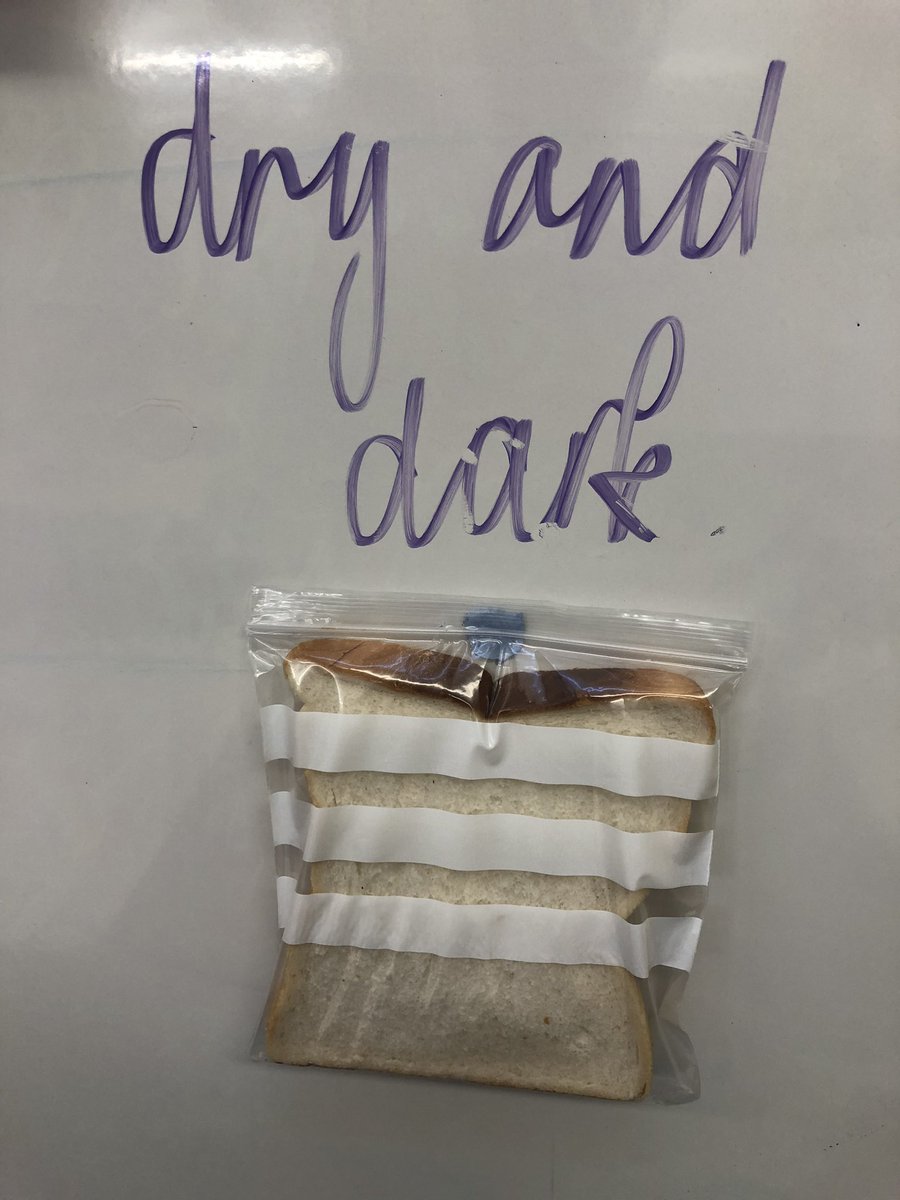 mathsmastery1's tweet image. The results from our microorganism investigation: looking at which conditions support the growth of mould.