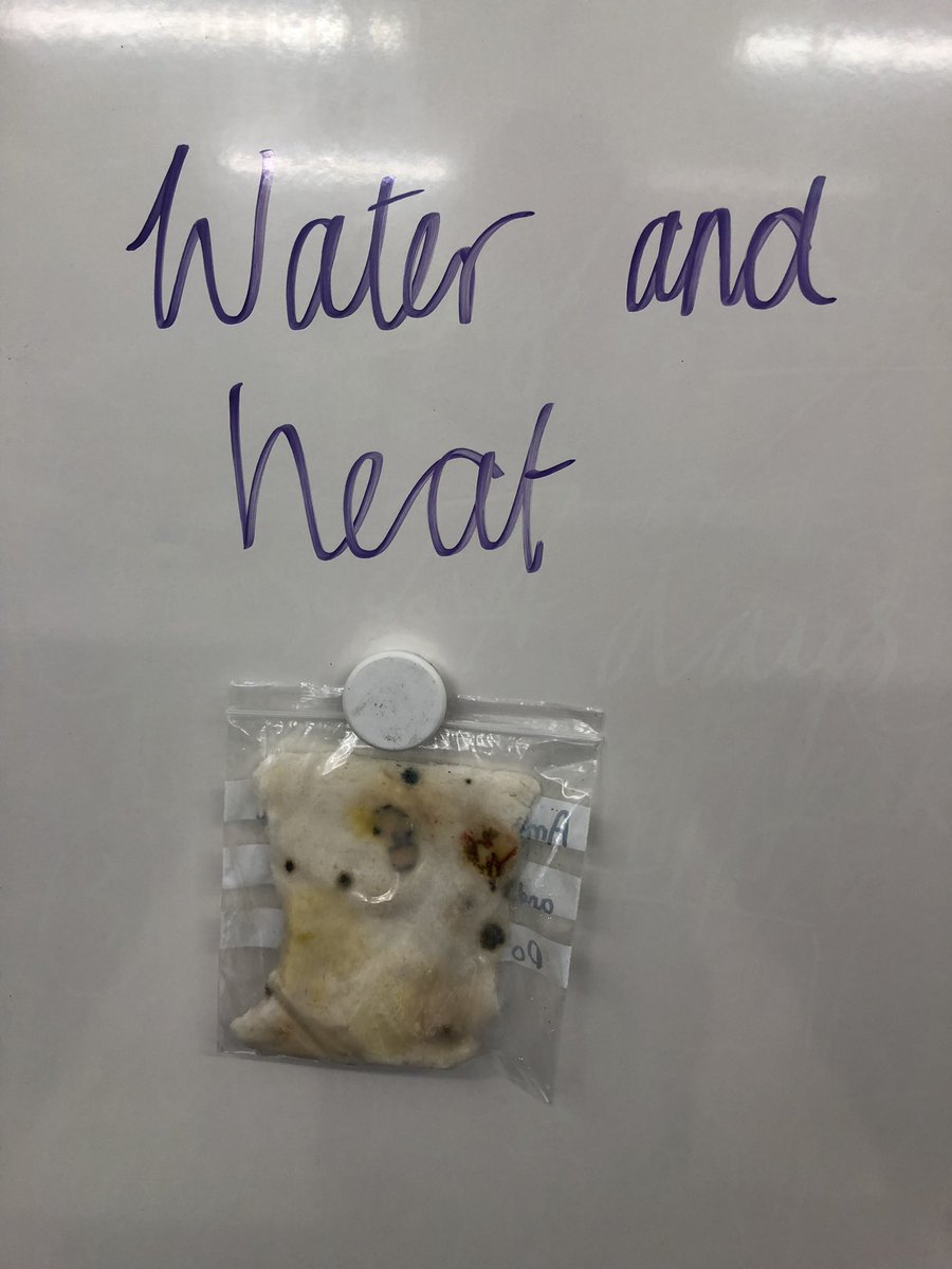 mathsmastery1's tweet image. The results from our microorganism investigation: looking at which conditions support the growth of mould.