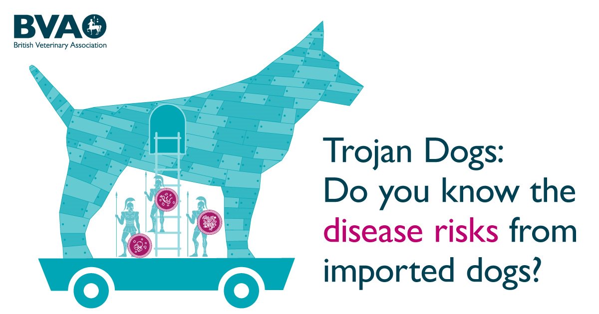 BritishVets's tweet image. .@ESCCAP_UK share our concerns about new &amp;amp; rare conditions coming into the UK via 'Trojan' dogs rehomed from abroad.  Please consider rehoming from the UK and talk to your vet for advice. zenopa.com/news/625/impor…