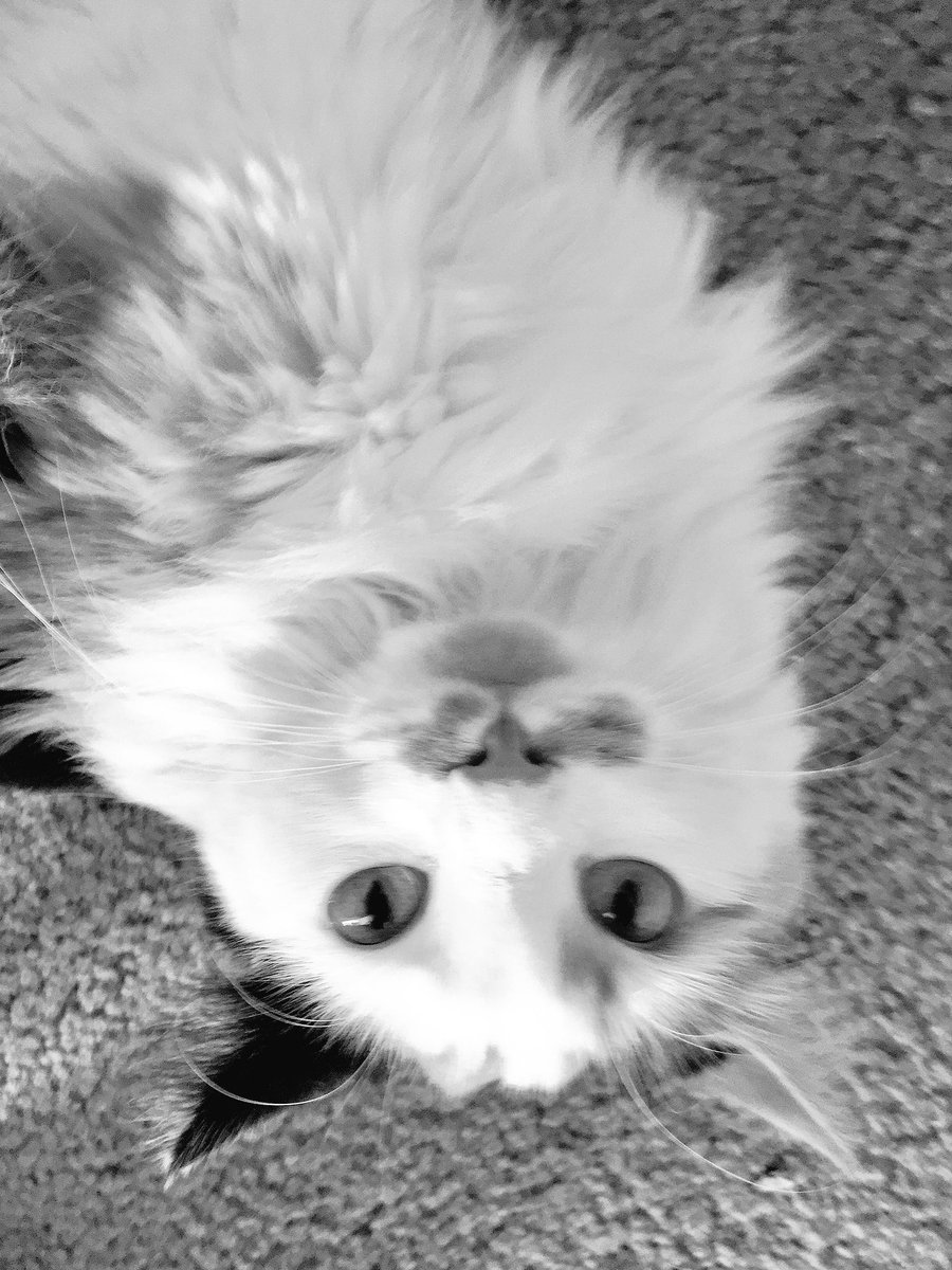 cat_victoria's tweet image. B&amp;amp;W day 3

#CatsOfTwitter #bwchallenge