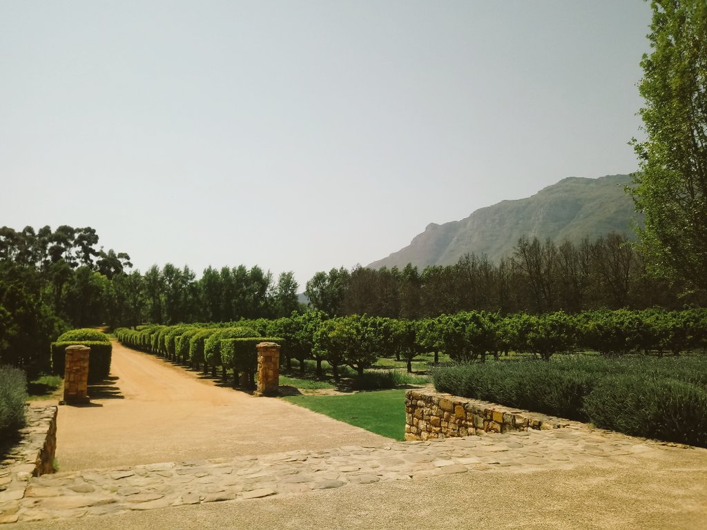 lolswine's tweet photo. Wondering how to beat those Monday blues? @waterfordestate Tasting Room is the answer. Pop by for a tasting until 5pm today 🌞 🍷 🌿
#Waterford #WaterfordWay #Waterfordseasons #sun #goodwine #MondayMotivation #Stellenbosch https://t.co/7cVhKUO5OL