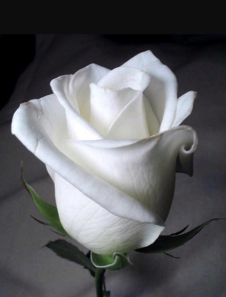 SharonSmith_43's tweet photo. 5 years ago today I lost my partner to suicide. I can honestly say that without my friends and family and counselling, I would not have made it to where I am today❤️ it took along time to be me again #SuicideAwareness #mentalhealthmatters #askforhelp https://t.co/AO1uEIFAbs