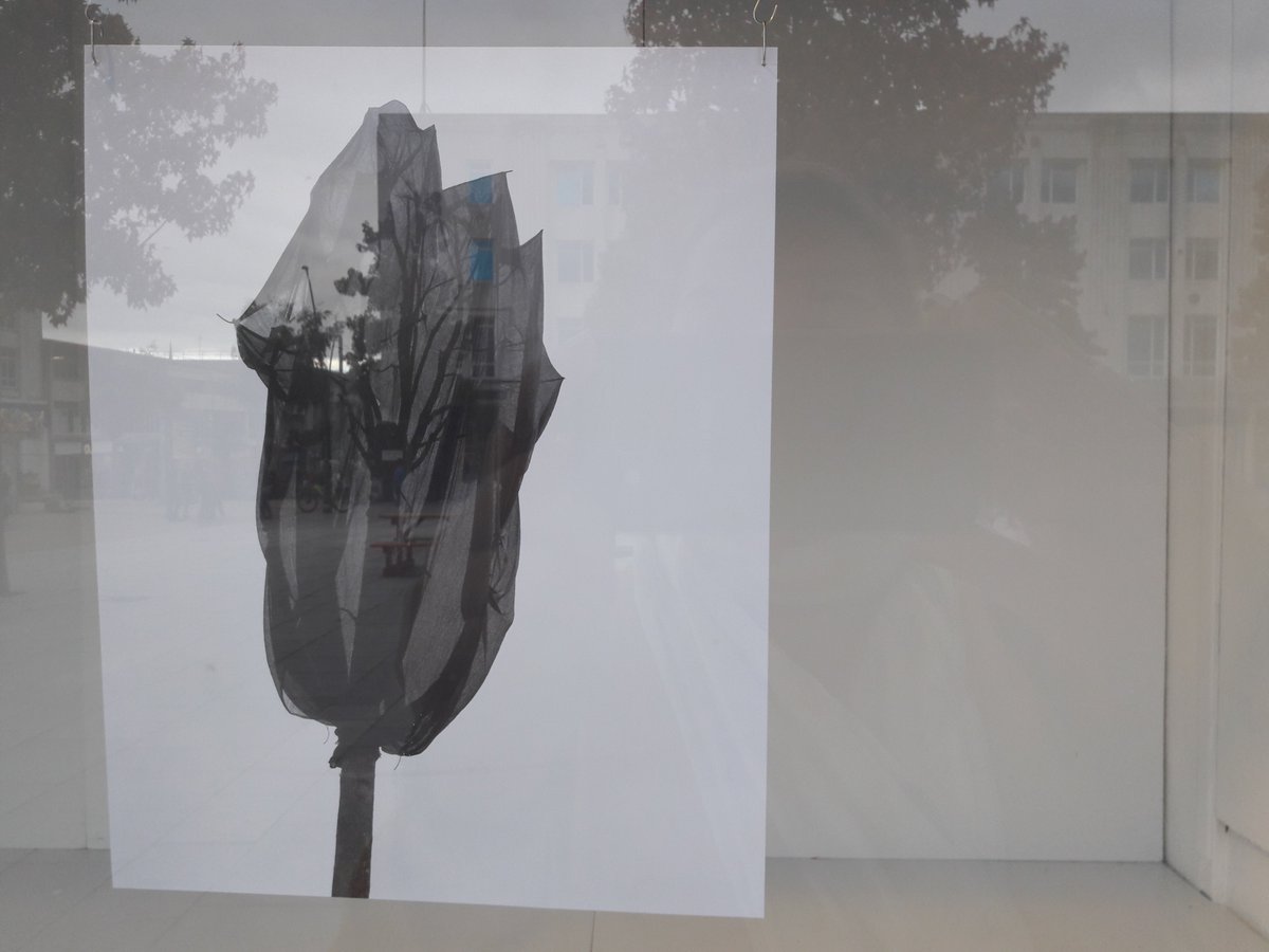 theboxplymouth's tweet photo. Yan Wang Preston is another @AtlanticPlym artist whose work responds to globalisation. In ‘Forest’ she documents the trend for transplanting ancient trees into China's new cities. If a tree is a symbol for rootedness and long life, what do these ones represent? #Plymouth https://t.co/ZPaCK9tTTU
