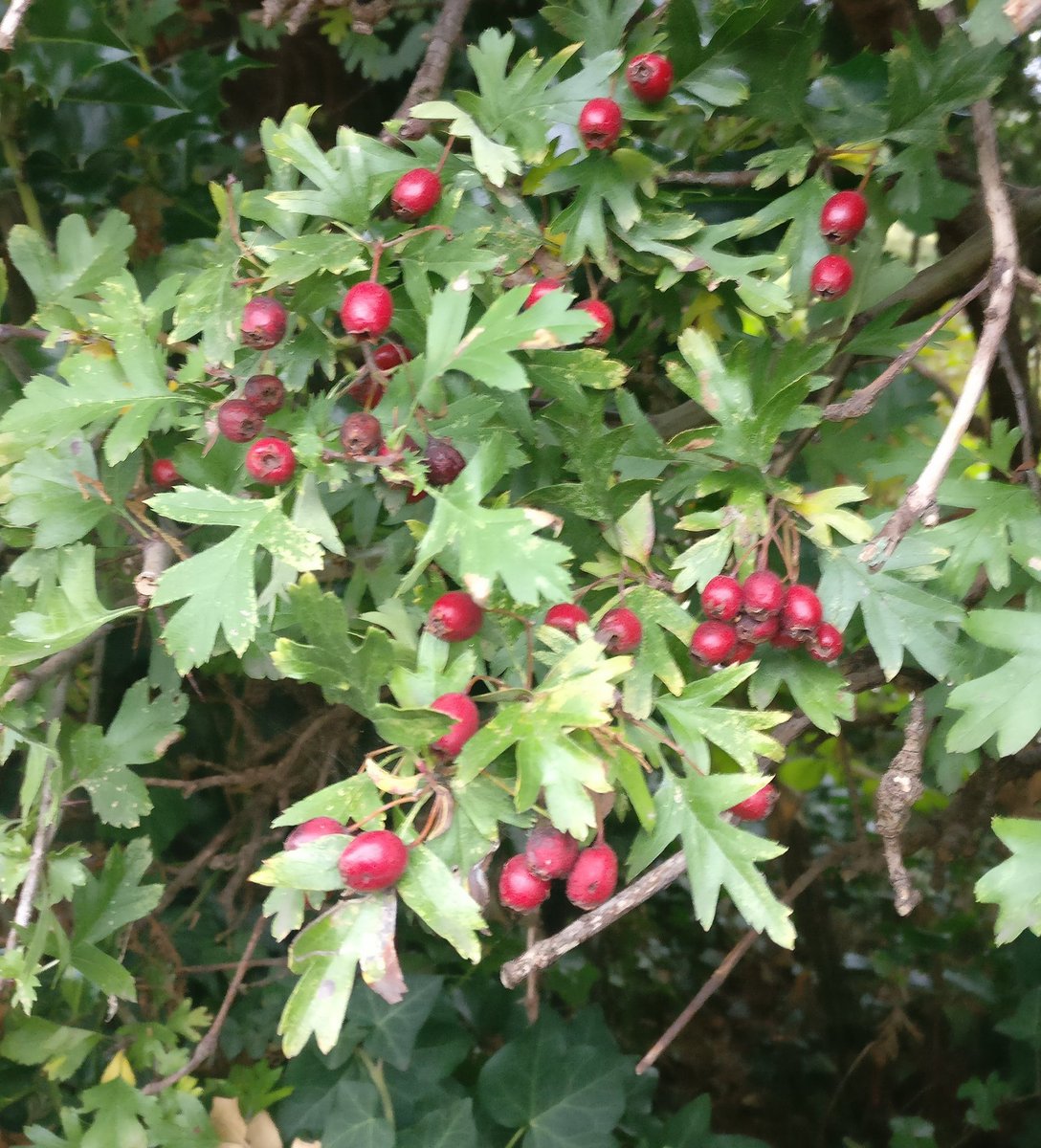 catsweet13's tweet image. @silverpebble hello! I'd really like to make the hawthorn gin from #makingwinter - just checking that these are the right plant? 🤦‍♀️ Thank you!