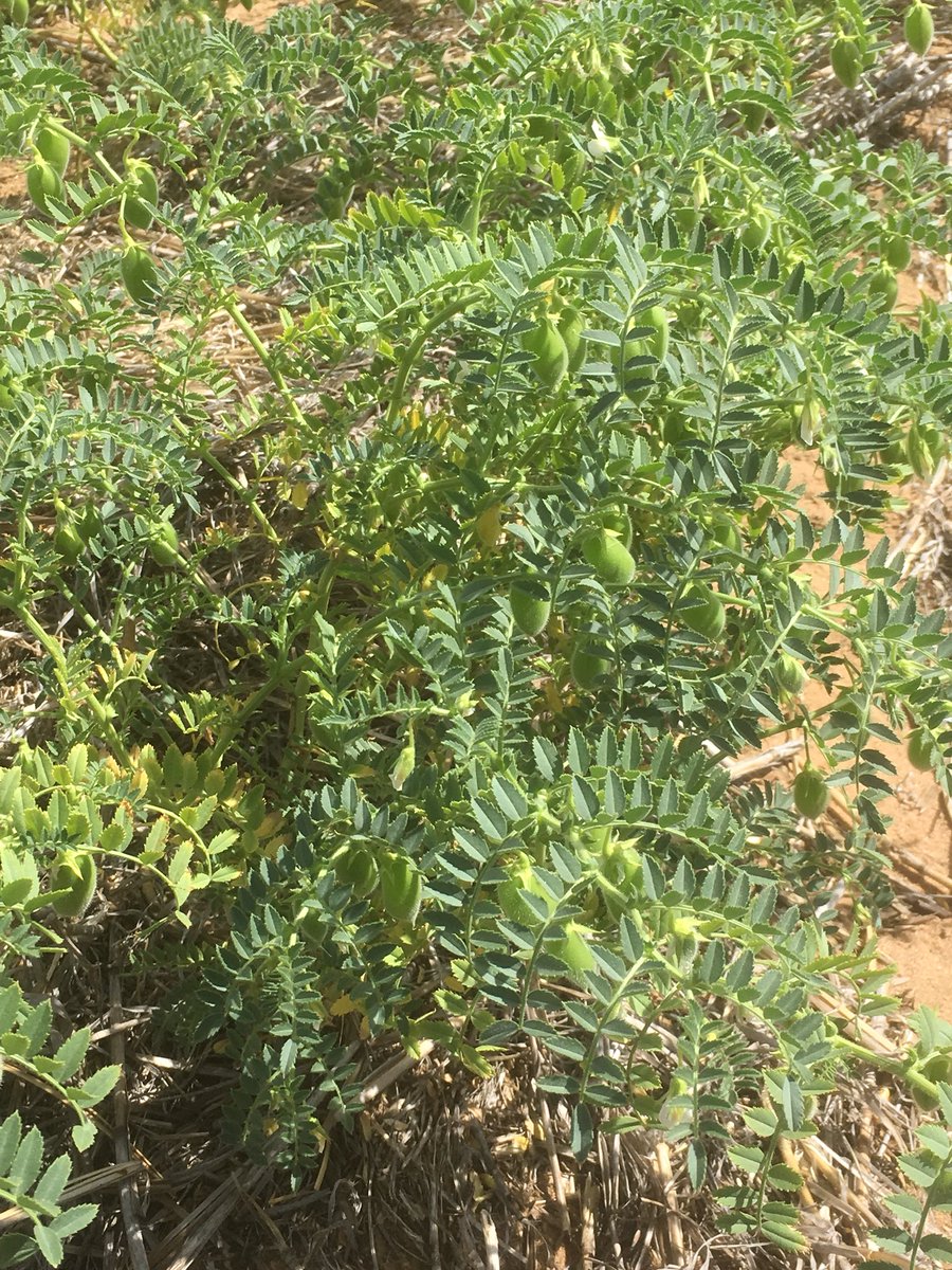 MSF pulse day. Chick peas podding. Only 112 mm YTD. Yields will be down but hope prices are up