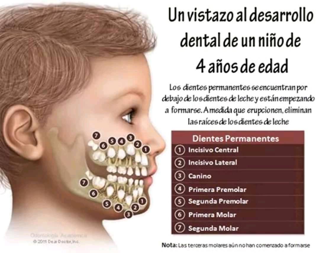 Rodero. Clínica De Salud Dental Twitterren: "De los 5 a los 11 años, se  cambiaran todos los dientes de leche por permanentes y aparecen los  segundos molares. Los últimos dientes en aparecer