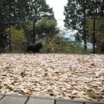 ツイートに含まれる画像