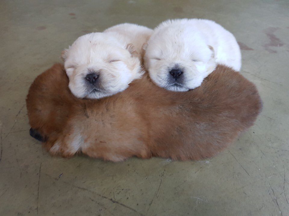 chohaeeun's tweet photo. ㅠㅠ https://t.co/vwdIoitliR