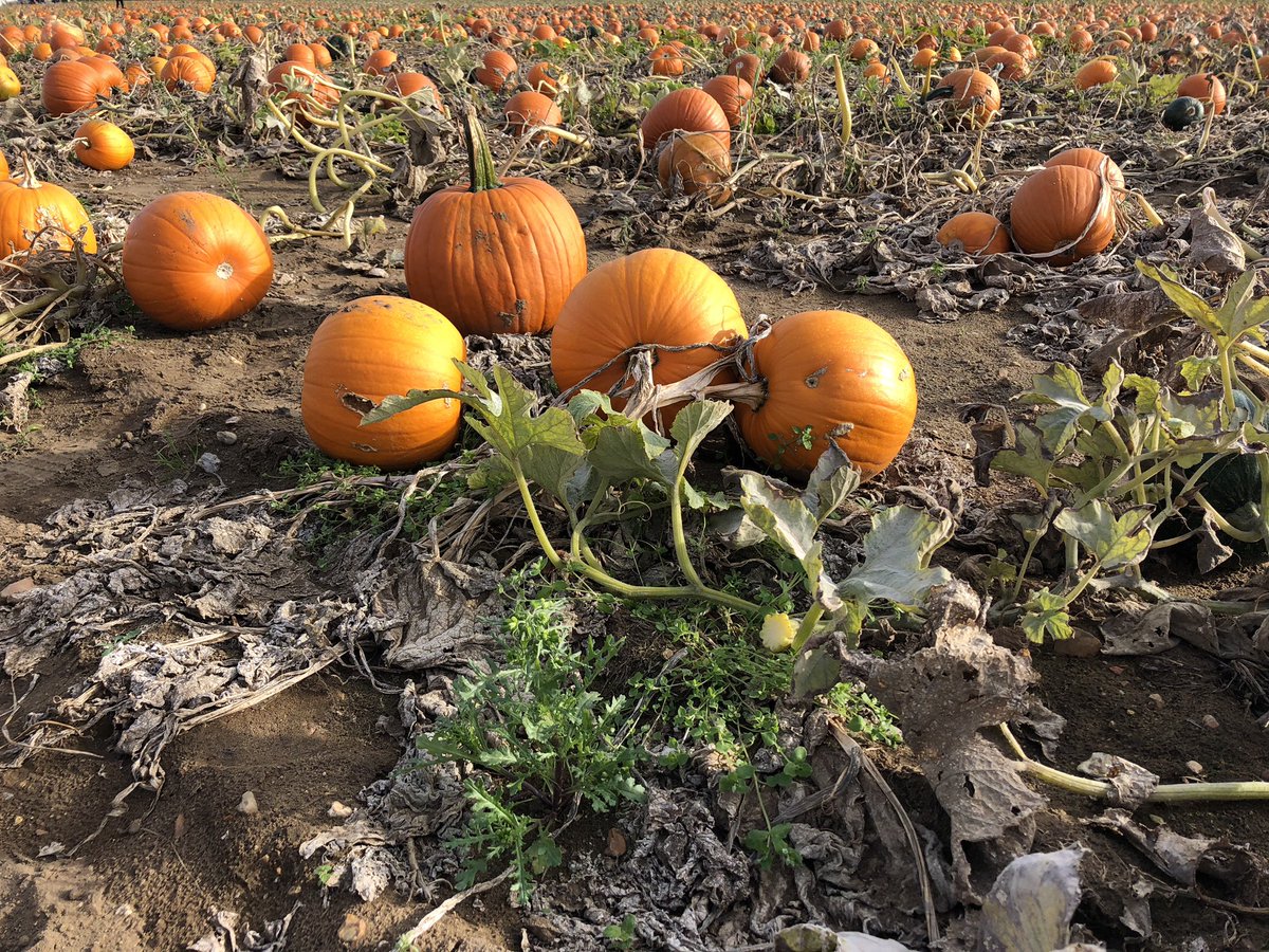 A fantastic afternoon and a wonderful selection of gourds and pumpkins. Thank you! <a href="/ourpumpkinpatch/">Undley Farm Events</a> 🎃