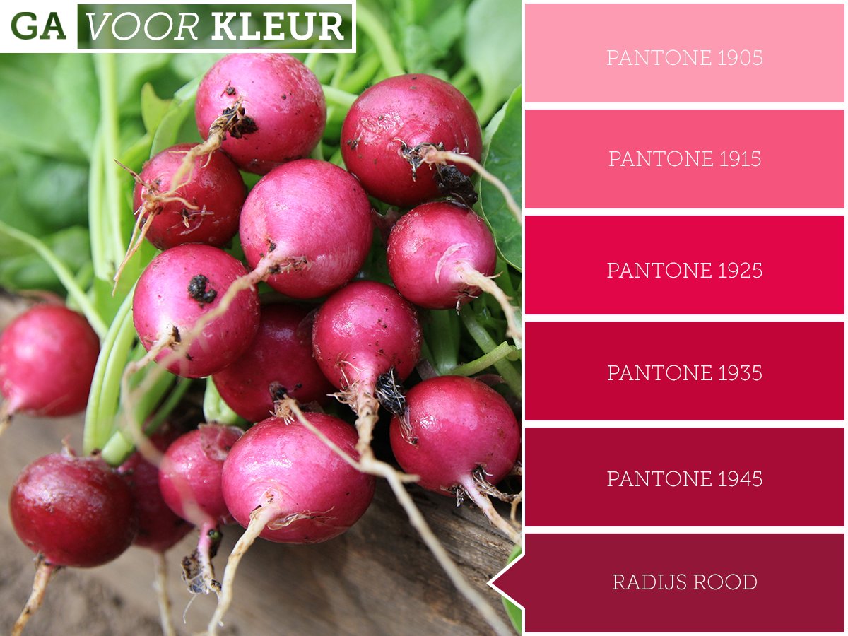 #Radijsjes hebben een lekkere scherpe smaak. Hou je daar niet van? Verwijder dan de schil voor een mildere smaak. In wat voor gerechten voeg jij radijsjes toe? #gavoorkleur