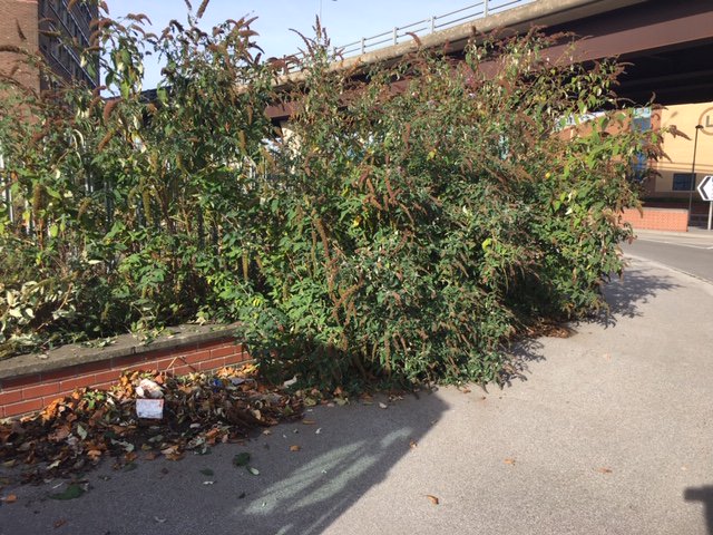 Clean_Leeds's tweet photo. Thanks to Chris Young for claiming back the footway here in #Hunslet #Riverside @CllrWray @CllrIqbal @LeedsCC_News @LeedsSouthBank @_YourCommunity @James_A_Rogers #clean_leeds https://t.co/9t8C3txSEI